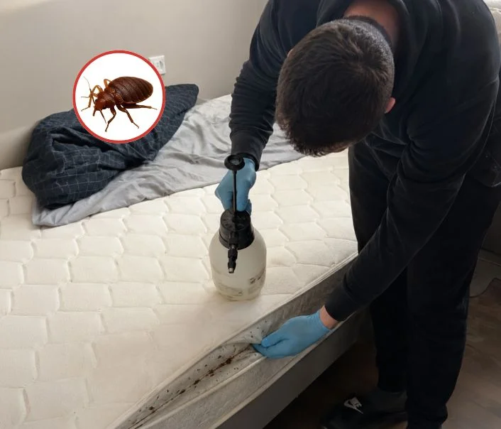 Technicien traitant un matelas contre les punaises de lit à Saclas